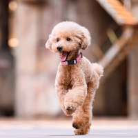 Obroże przeciw pchłom, kleszczom i wszom